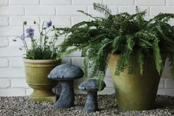 Aged Garden Mushroom*HIDDEN Online
