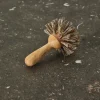 Birch Pan Brush*HIDDEN New