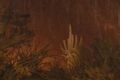 Calliope Hummingbird Song, Saguaro National Park Arizona*JOSLYN LAWRENCE Discount
