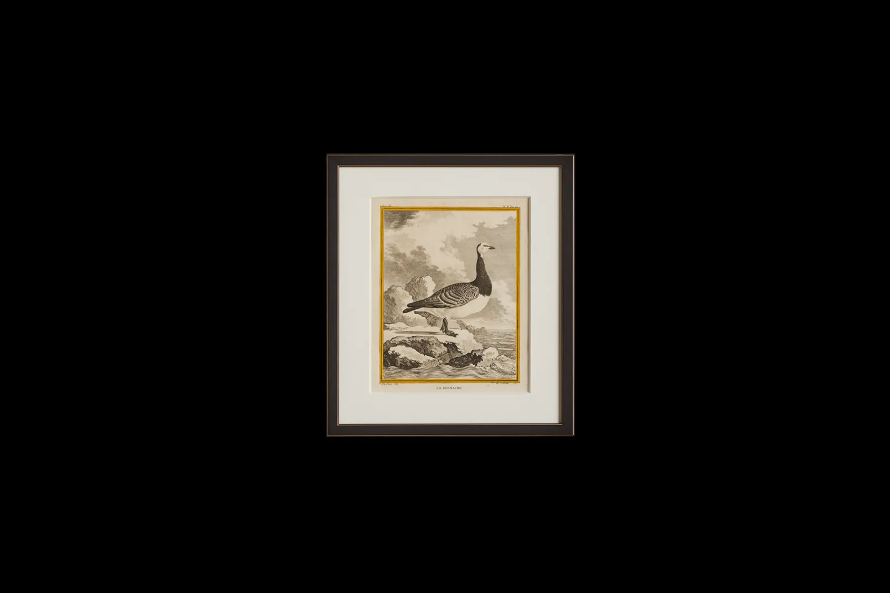 La Bernache Etching*VINTAGE Outlet