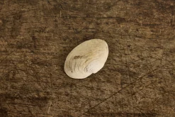 Painted Shell 1*Alyssa Goodman Online