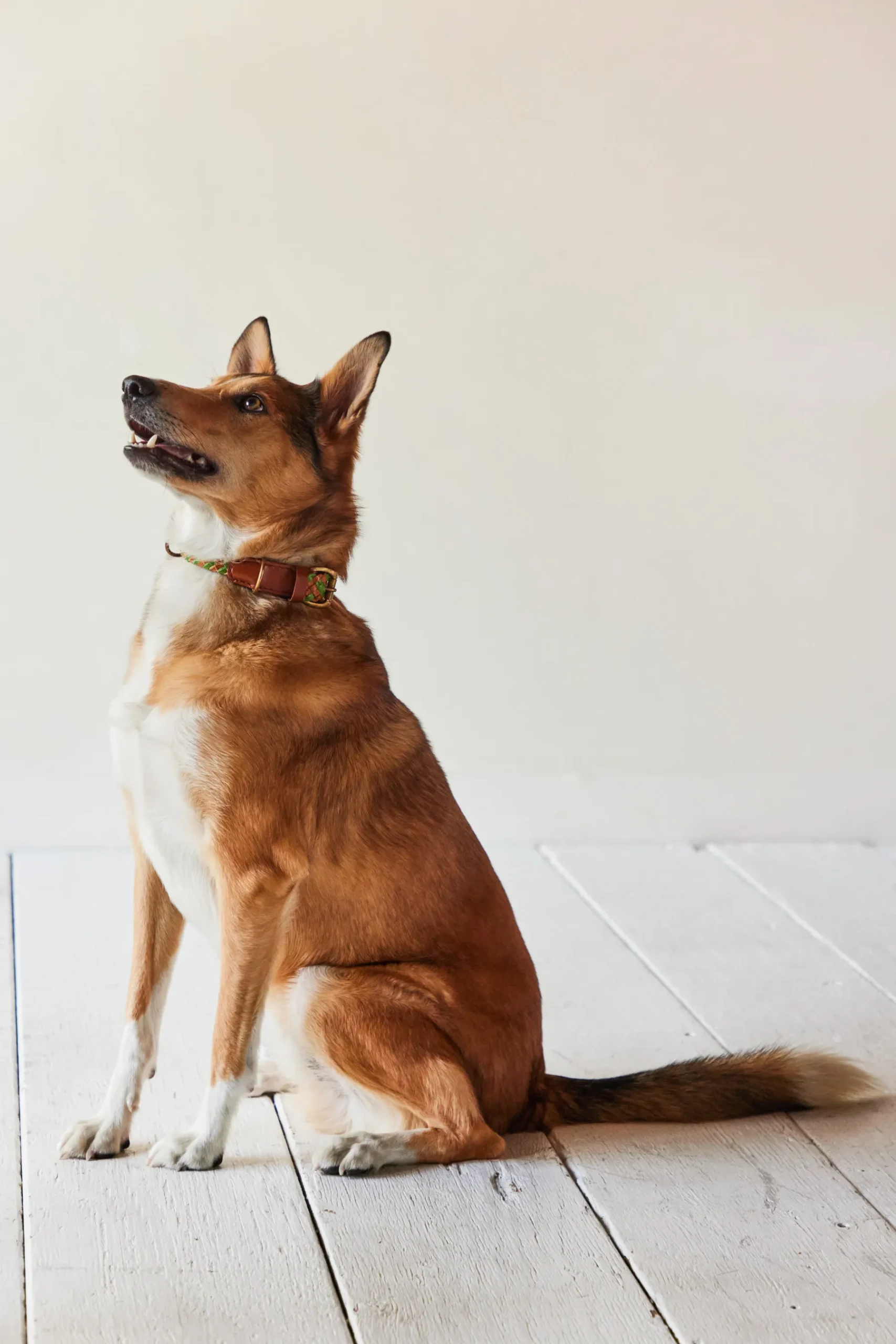 Tonto Collar in Green & Tan*GEORGIE PAWS Outlet